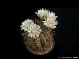 Gymnocalycium michoga 161